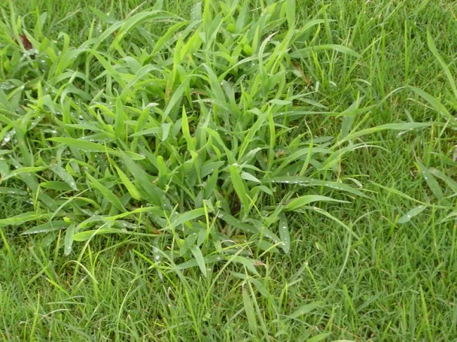 Calçar o Calzar Calçots: 1º Parte “Limpieza”