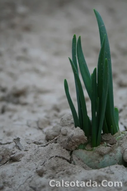 El Calçot, Todo tiene un inicio