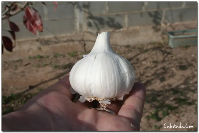 cabeza ajos cabeza ajos