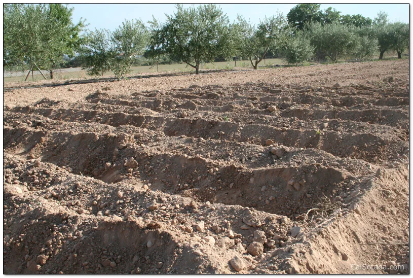Solcs de cultiu al camp de l'arxiu de Calsotada.com