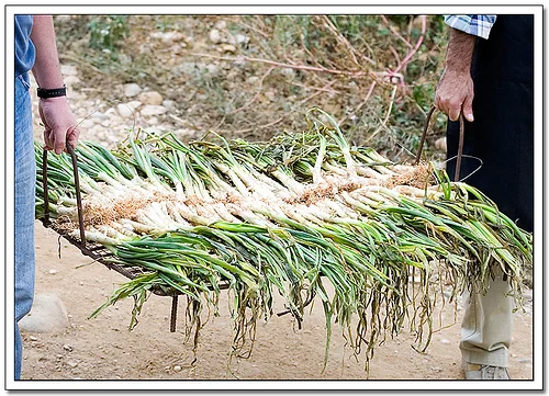 Calçots por *OKsana*