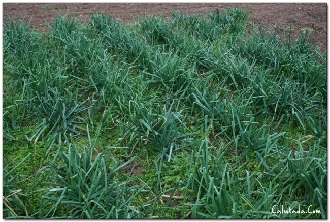 Final de Temporada de Calçots.