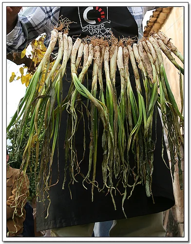 Como se hacen los Calçots?