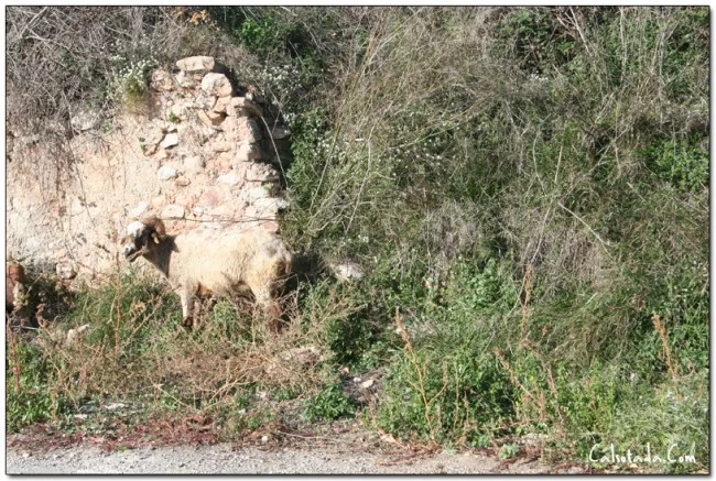 Imagen del archivo que acompaña a: Un Cabrón en Can Pepitu.