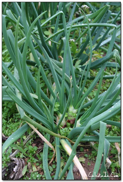 Imagen del archivo que acompaña a: Final de Temporada de Calçots.