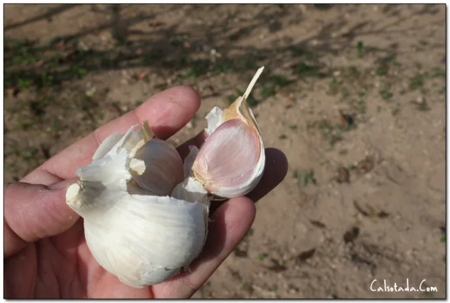 ajo grano ajo grano