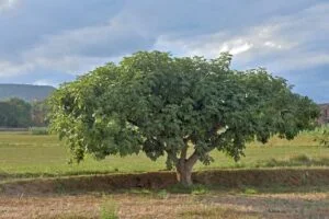 Trucos y Secretos: leña de higuera.