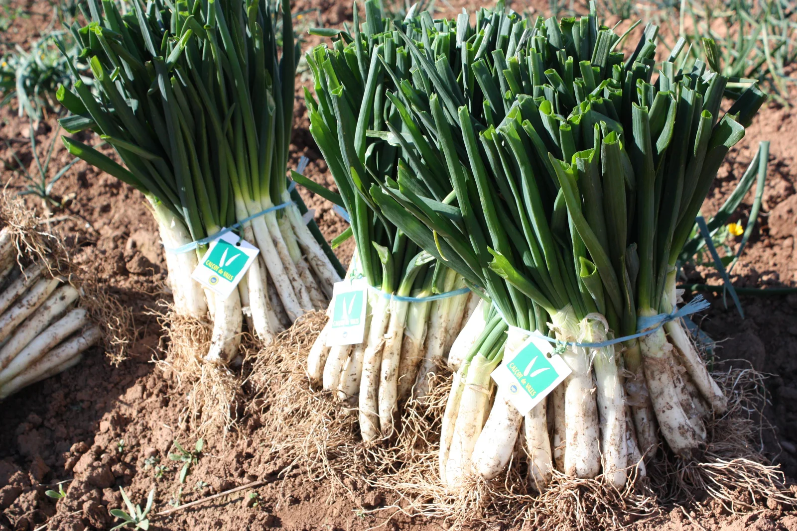 Manats de calçots acabats de collir al camp