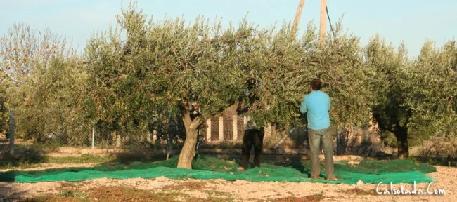 arbequina