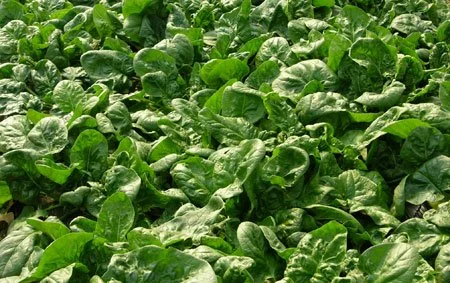 Plantar Espinacas con semillas.